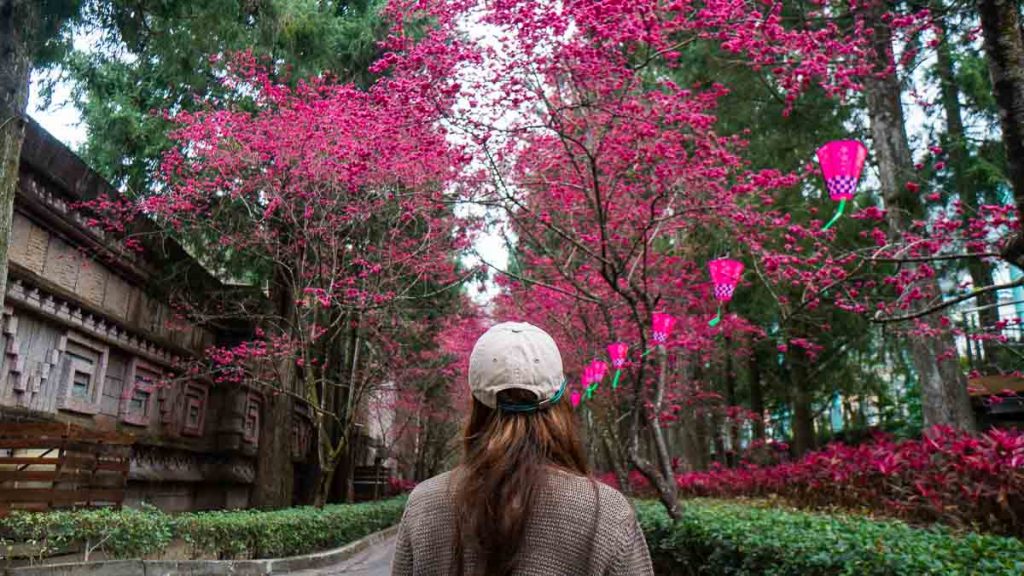 girl standing in front of cherry blossom-lined walkways in formosan aboriginal cultural village - things to do in Taiwan
