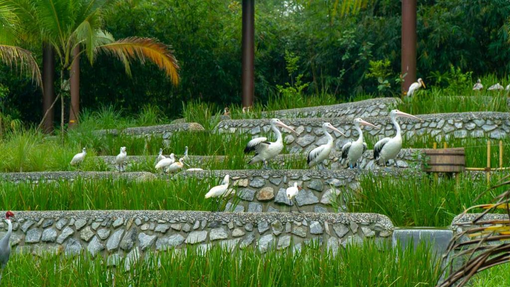 Pelicans at Bird Paradise Singapore