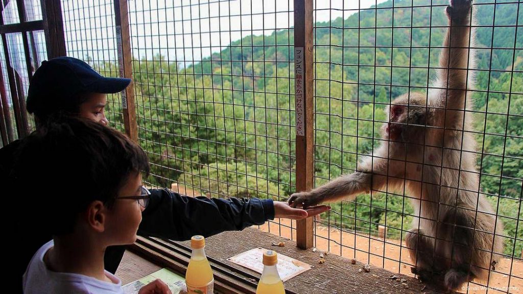 Kyoto Arashiyama Monkey Park Iwatayama Feeding Monkeys - Japan Itinerary