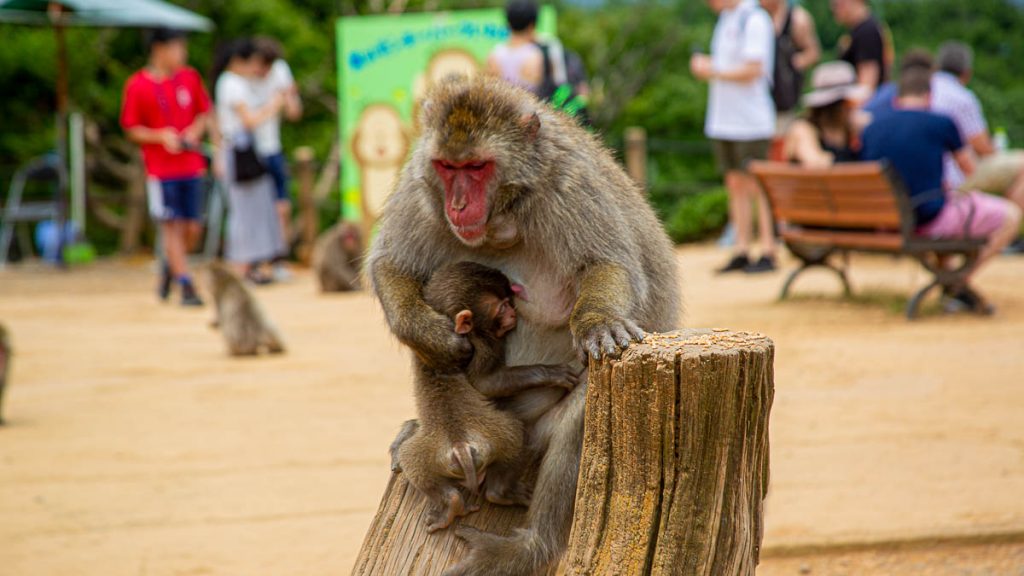Kyoto Arashiyama Monkey Park Iwatayama Snow Monkeys - Japan Itinerary