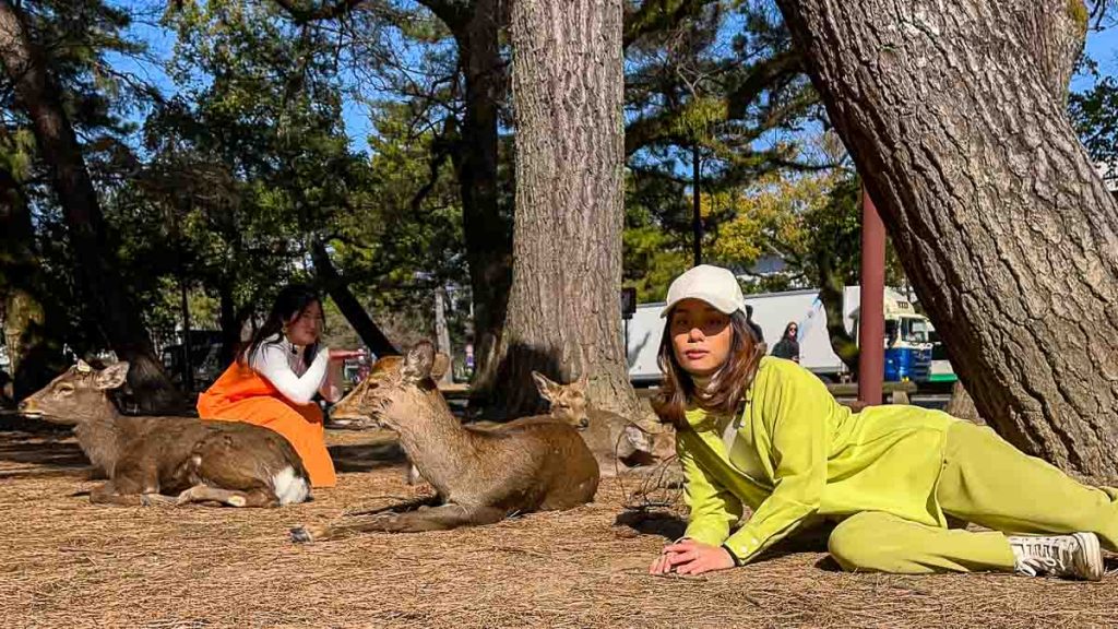 Nara Deer Park - Japan Itinerary