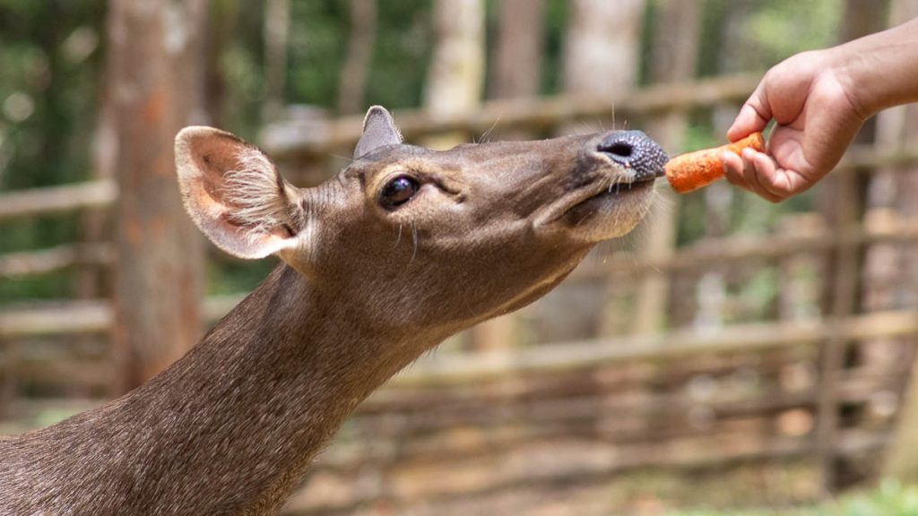 Deer feeding at Panbil Nature Reserve - Things to do in Batam