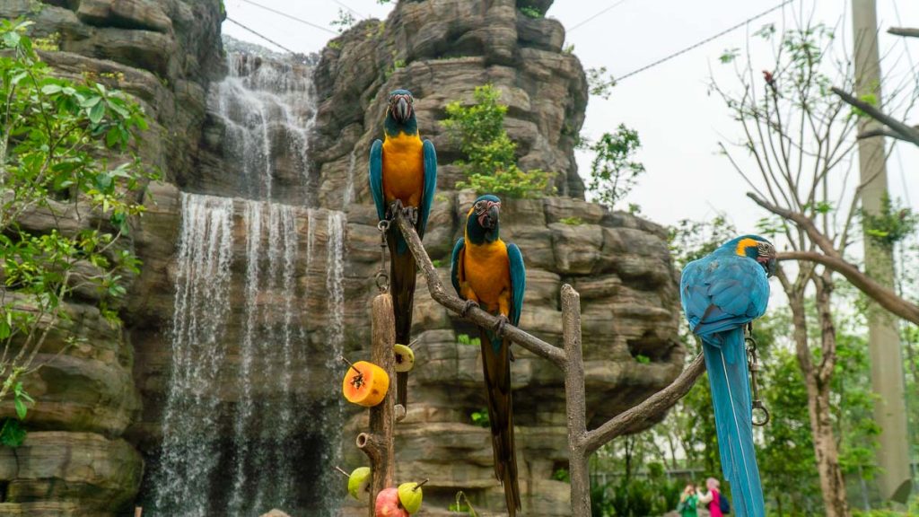 Parrots at Bird Paradise's Crimson Wetlands