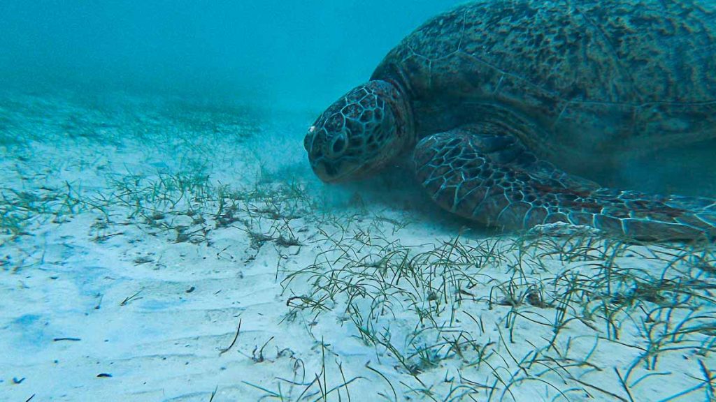 Sea turtle at Perhentian Island snorkelling - SG Weekend getaways short flights from SG