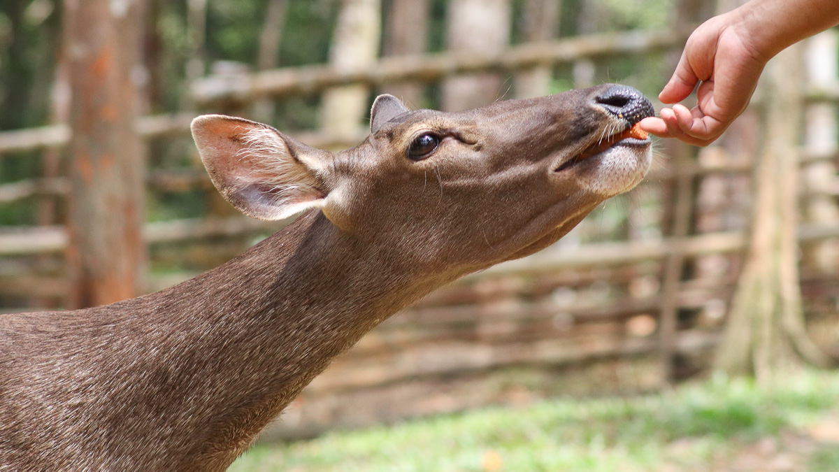 Feeding Sambar Deers at Panbil Nature Reserve, Batam - Things to do in Batam