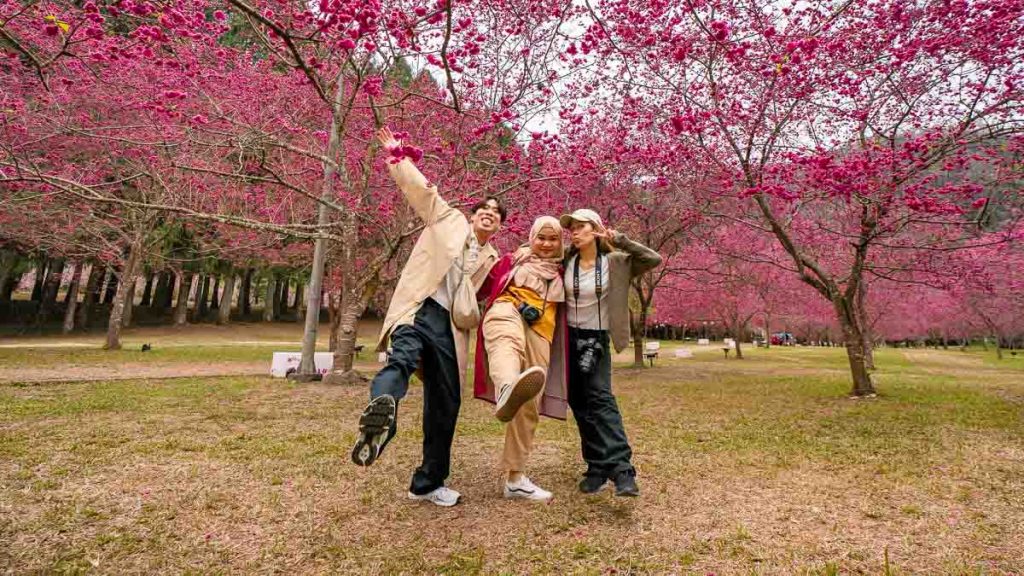 three friends posing in cherry blossom area at formosan aboriginal cultural village - things to do in nantou