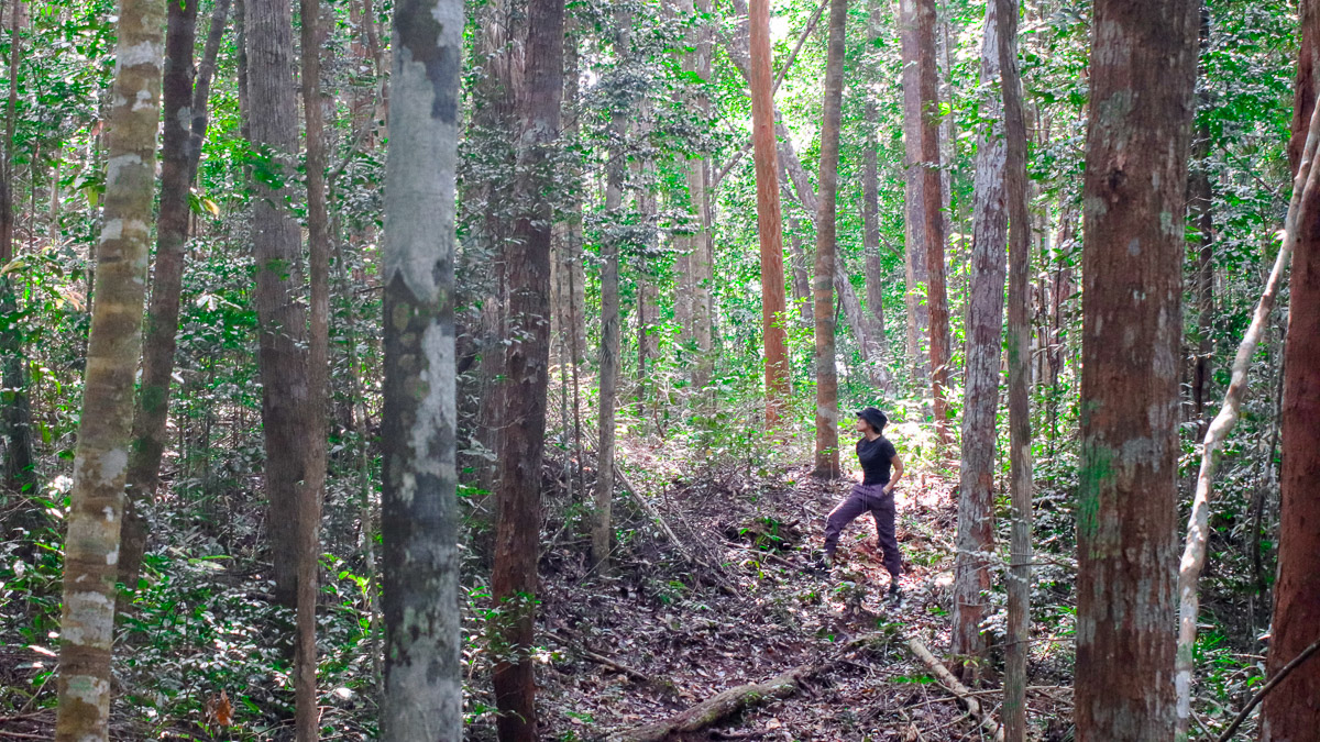 Palawan Forest at Panbil Nature Reserve - Things to do in Batam