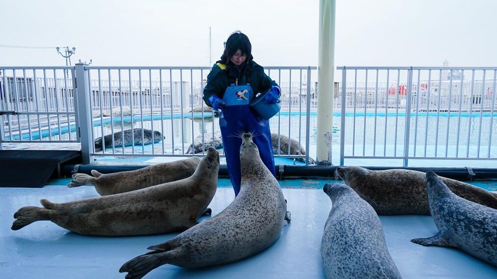 Seal-show-at-Okhotsk-Tokkari-Centre-Budget-Hokkaido-Itinerary-Road-Trip