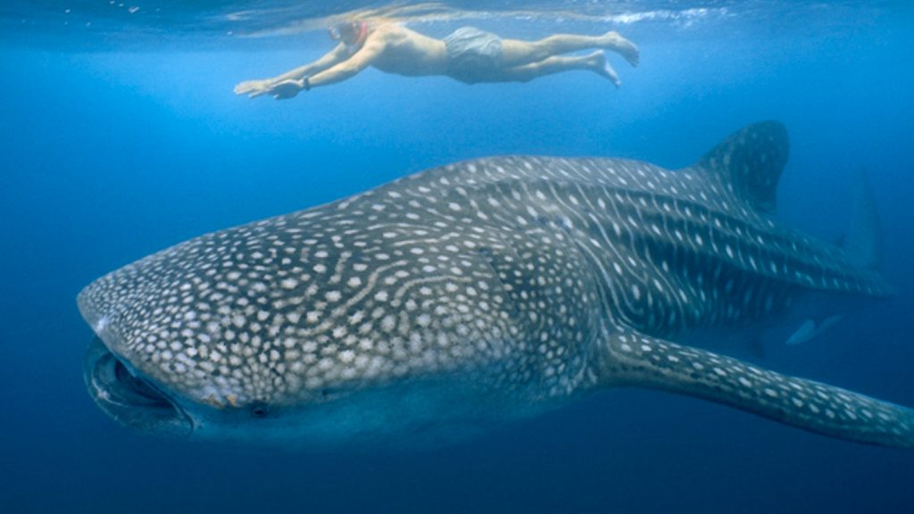 Swim with Whale Shark - Scuba Diving Places