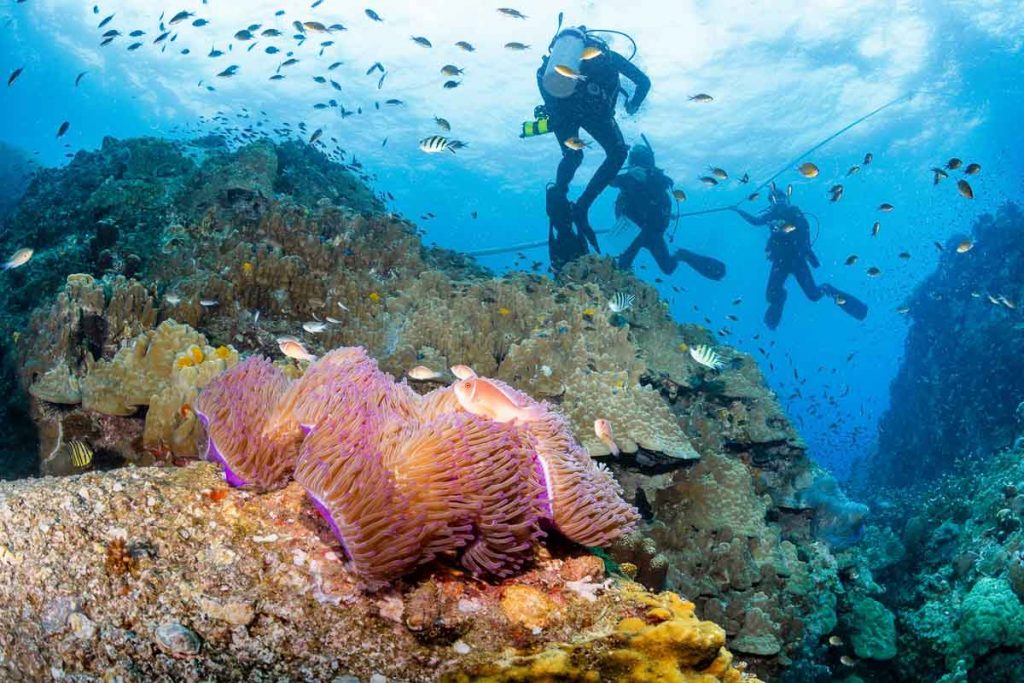 People Diving in Koh Tao - Scuba Diving Places