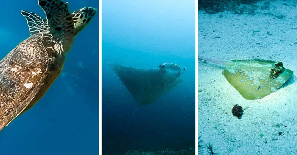 Green Tea Turtle, Manta Ray and Spotted Ray — budget friendly dive sites