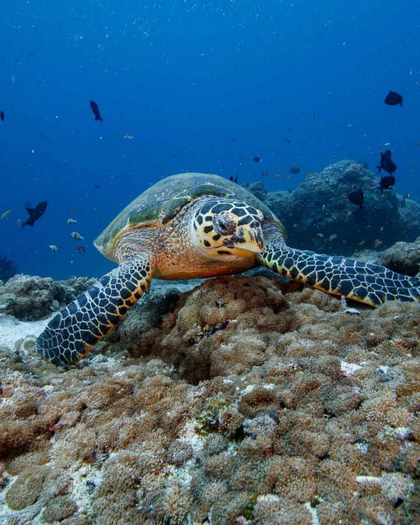 Hawksbill Turtle Swimming in Maldives - Budget-friendly Dive Sites