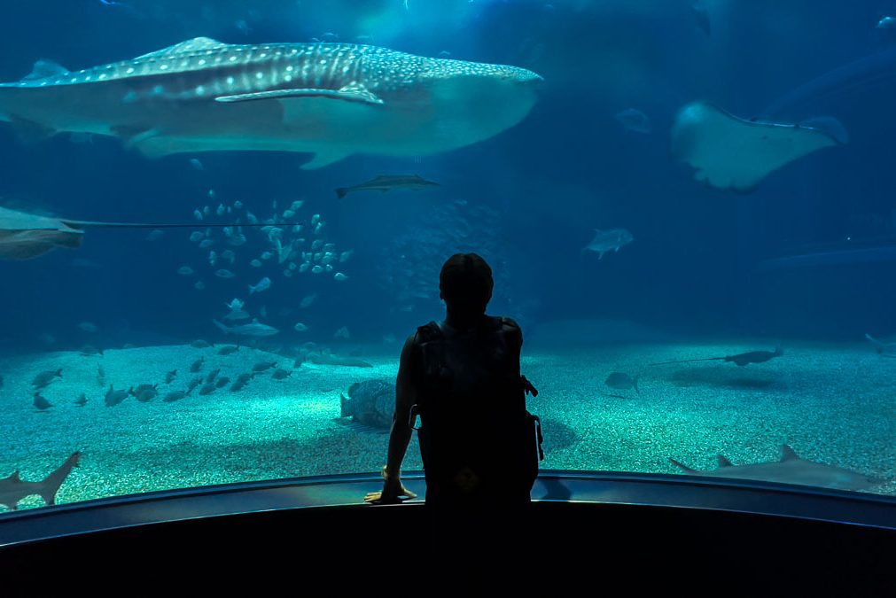 Whale Shark Exhibit - Things to do in Osaka