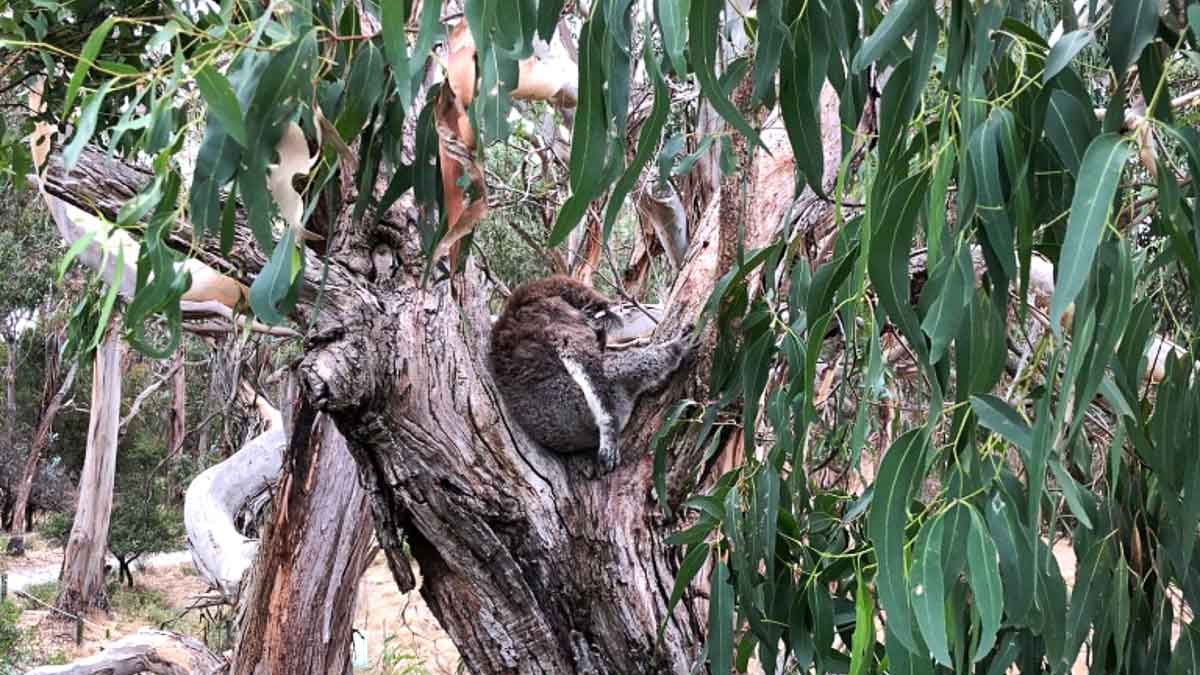 Koala Conservation - Philip island guide Resized