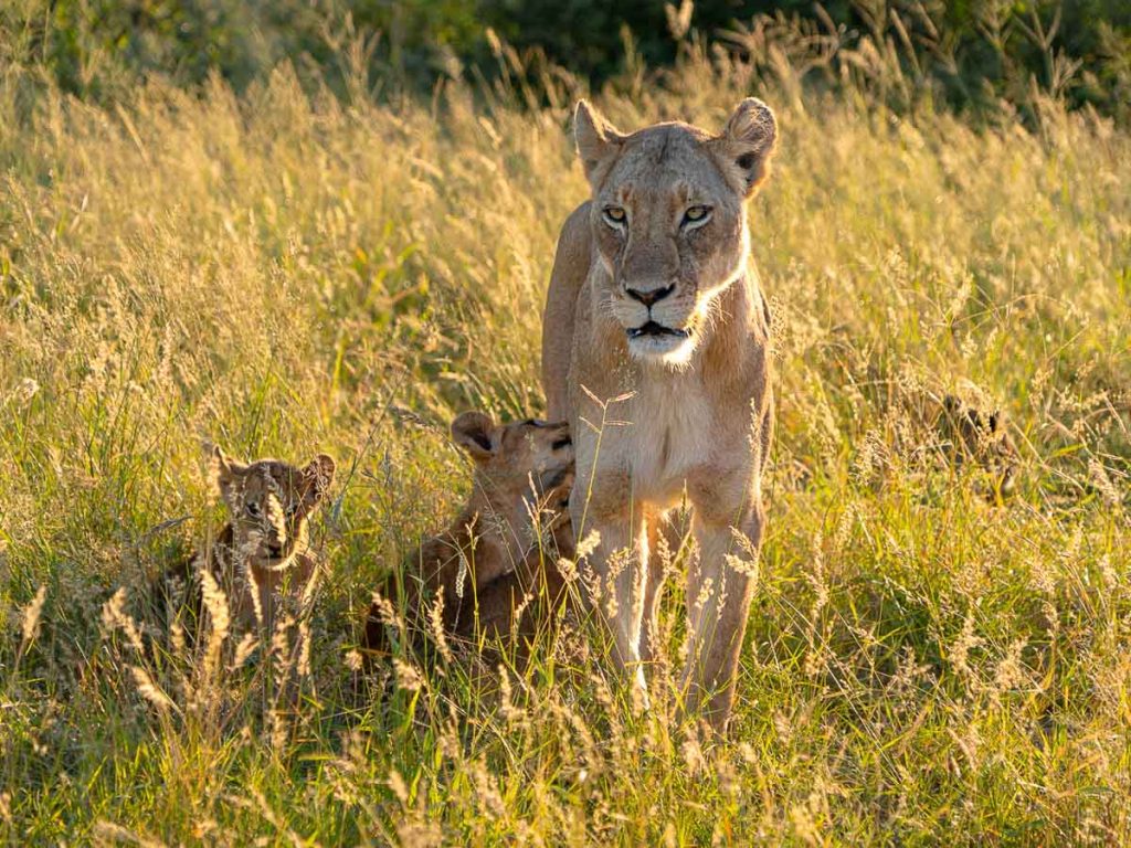 Lioness and her cubs - Kruger Safari The Travel Intern