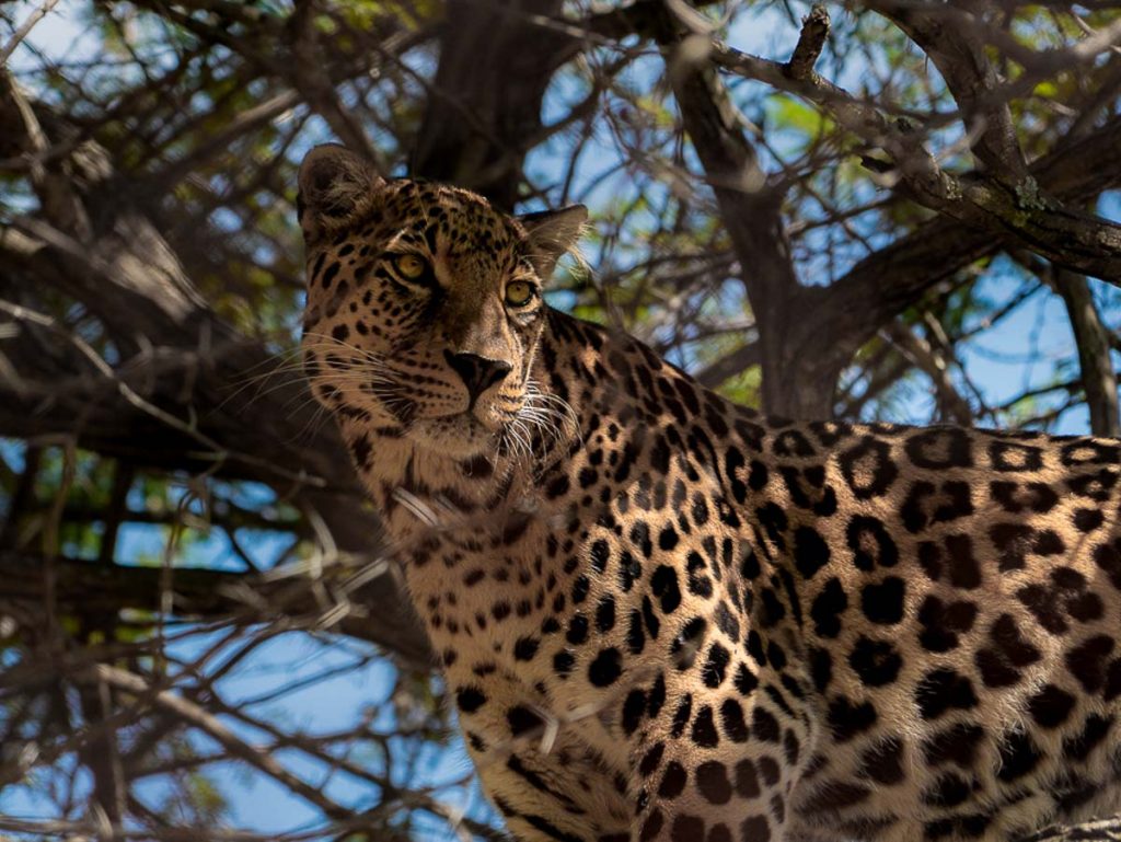 Leopard on a tree - Kruger Safari The Travel Intern