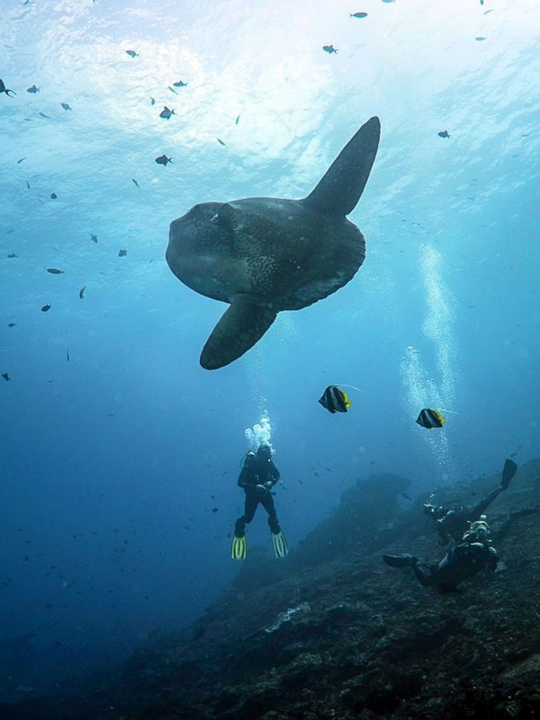 Swimming with Mola Mola - Budget-friendly Dive Sites