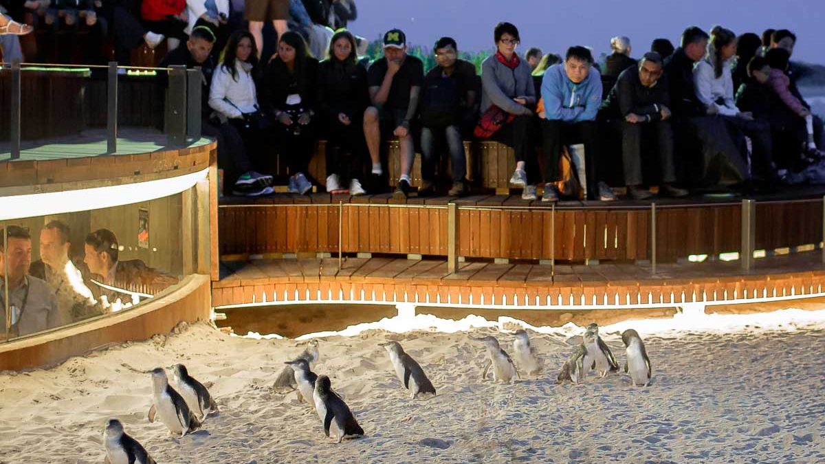 Penguin Parade - Philip island guide Resized