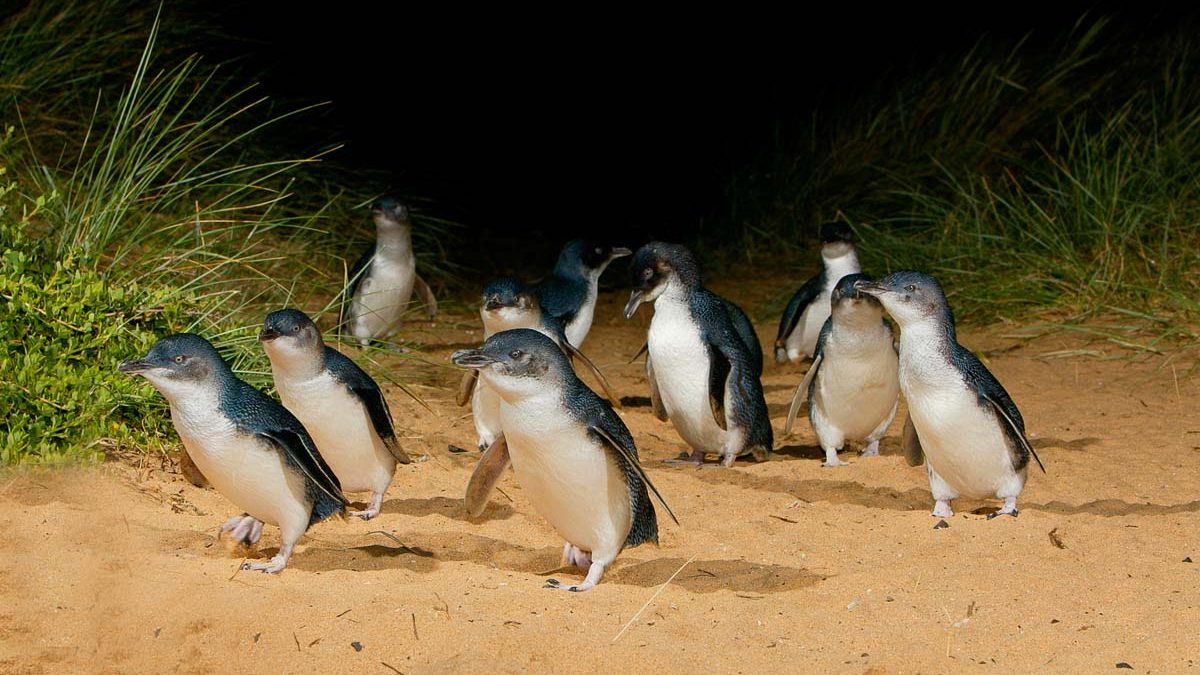 Penguin Parade - Philip Island Guide Resized
