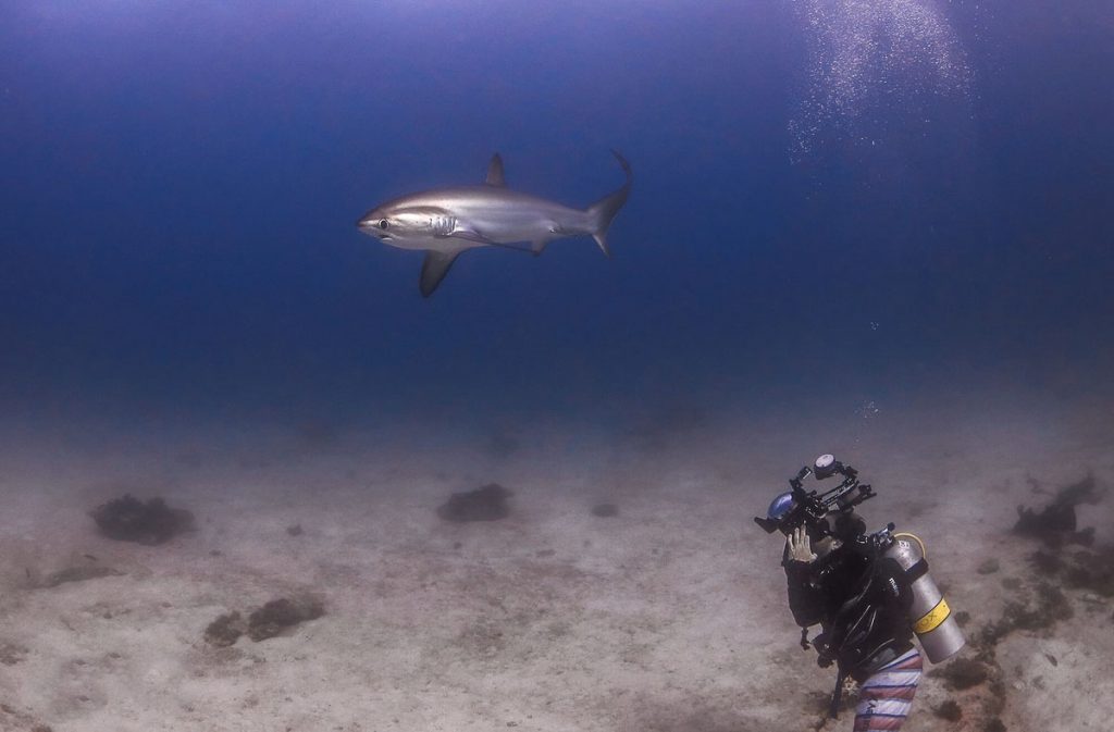 Diver Swimming with Thresher Sharks in Philippines - Budget-friendly Dive Sites