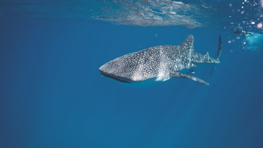 Whale Sharks in Donsol - Budget-friendly Dive Sites