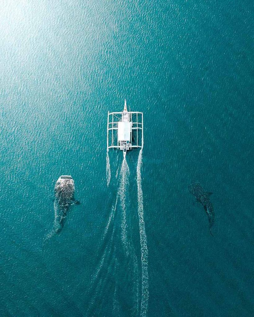 Whale Sharks Beside Boat - Scuba Diving Places