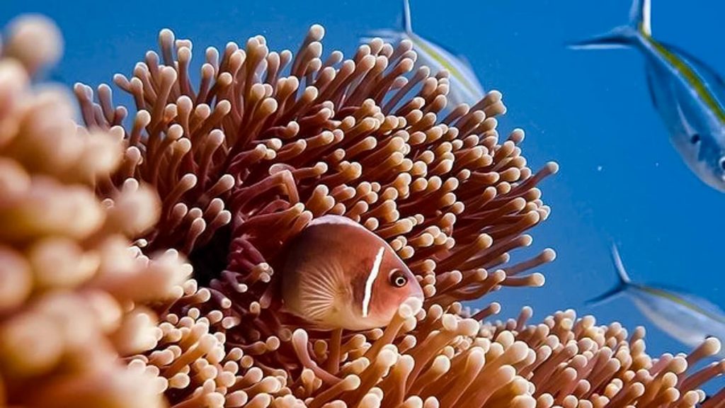 Clear waters and vibrant corals in Koh Tao, Thailand — Diving in Koh Tao