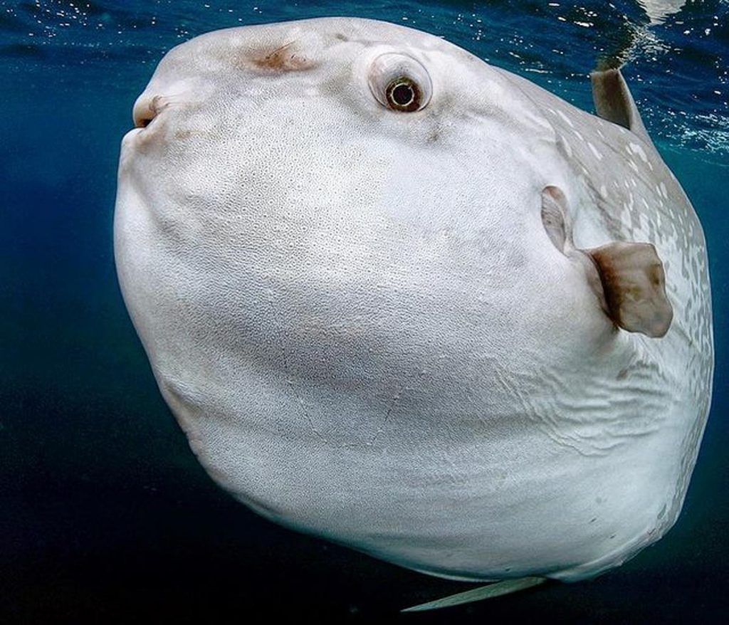 Mola mola or Sunfish — budget friendly dive sites