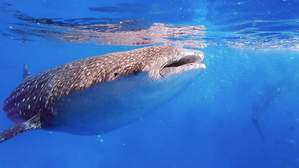 Whale Shark in Philippines — budget friendly dive sites