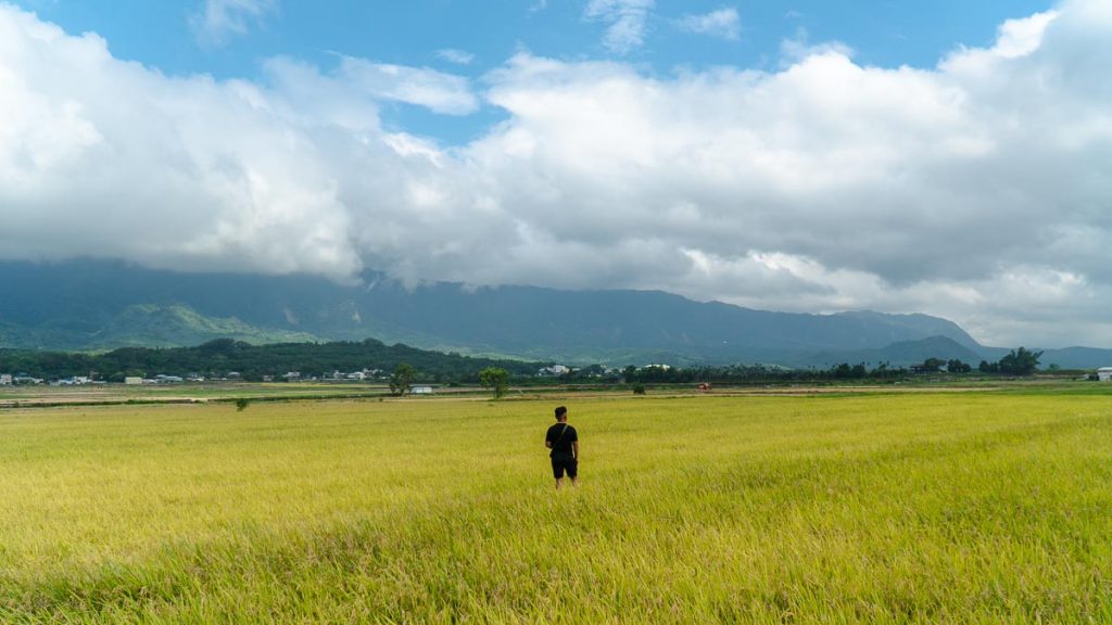 Man standing in the middle of a rice field - Adventurous things to do in Taiwan