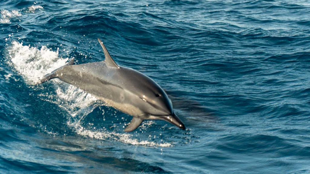 Dolphin watching tour in Hualien - Things to do in Hualien