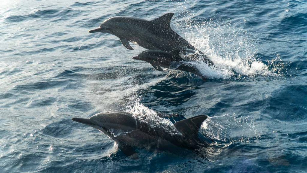 Family of spinner dolphins leaping out of the sea in Hualien - Taiwan Itinerary