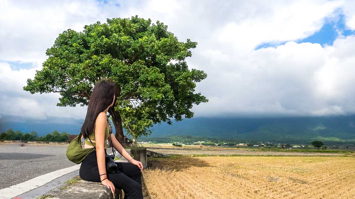 Takeshi Kaneshiro Tree in Chsihang, Taitung - taiwan itinerary