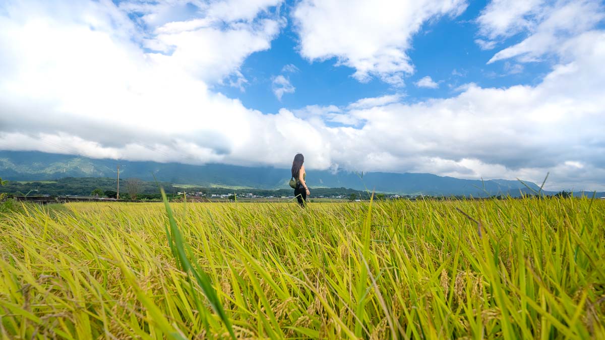 Girl walking amongst the fields in rural chishang - Taiwan Itinerary