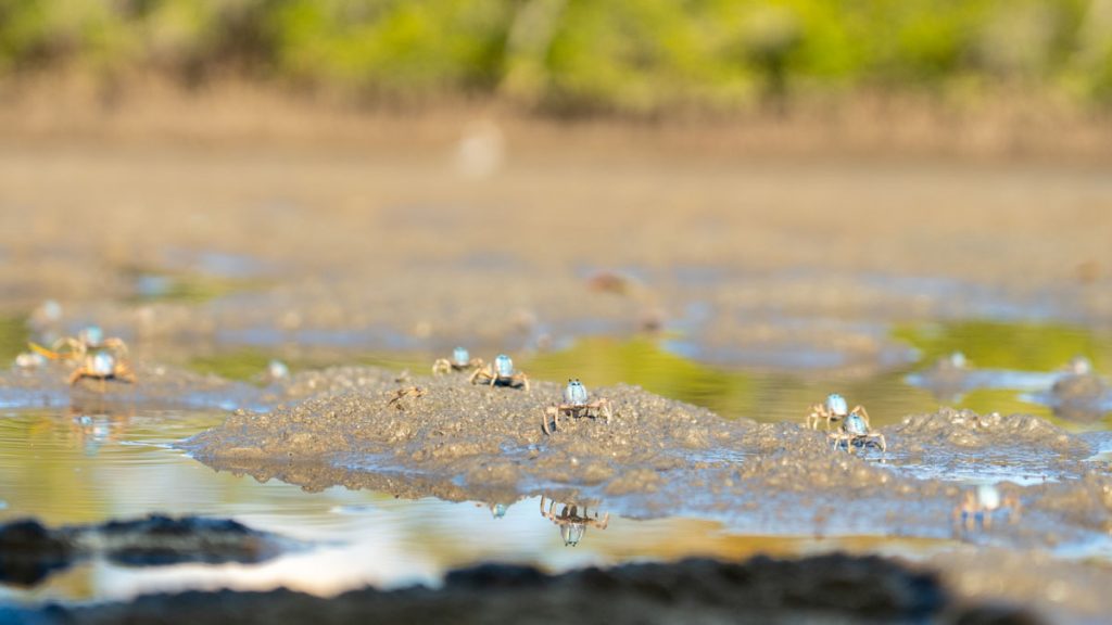 Crabs at Mangrove area along Tallebudgera Creek