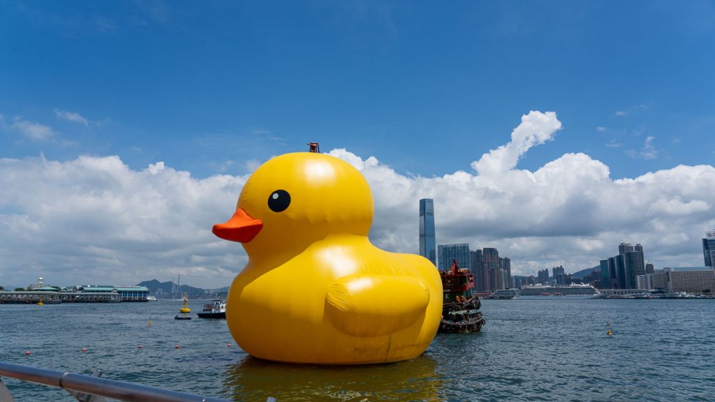 a singular duck on the harbour - hong kong itinerary