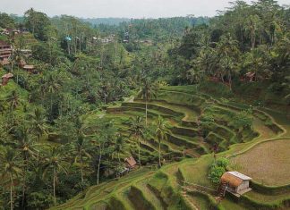Featured - Ubud Travel Guide
