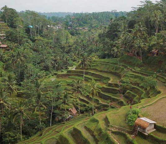 Featured - Ubud Travel Guide