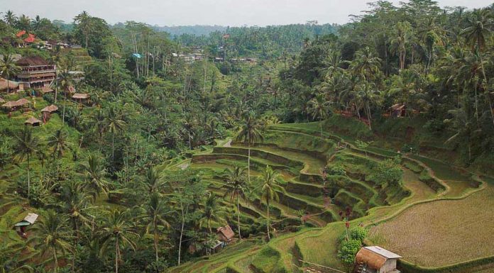Featured - Ubud Travel Guide