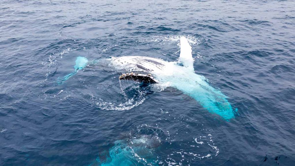 Humpback-Whale-Tour