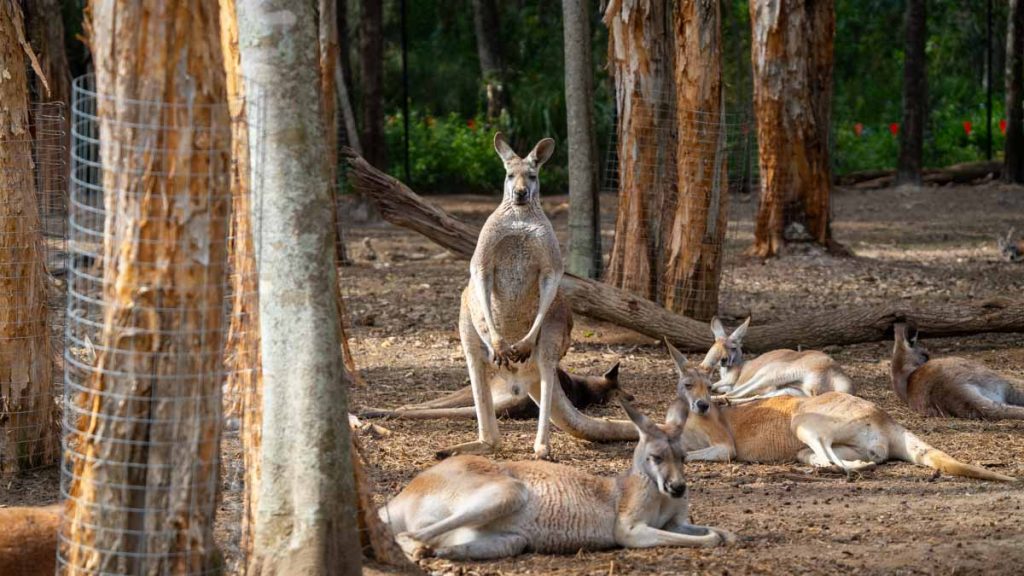 Kangeroo standing at Currumbin Wildlife Sanctuary