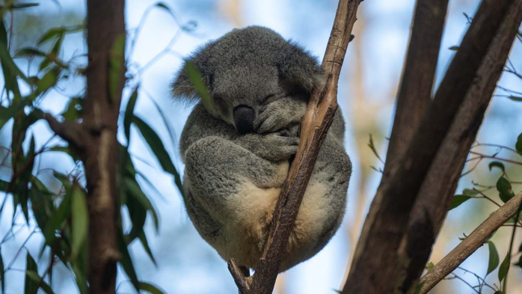 Koala sleeping at Currumbin Wildlife Sanctuary - Camper Van Road Trip Gold Coast Itinerary