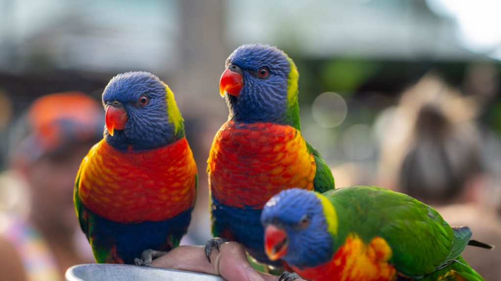 Lorikeet Feeding at Currumbin Wildlife Sanctuary