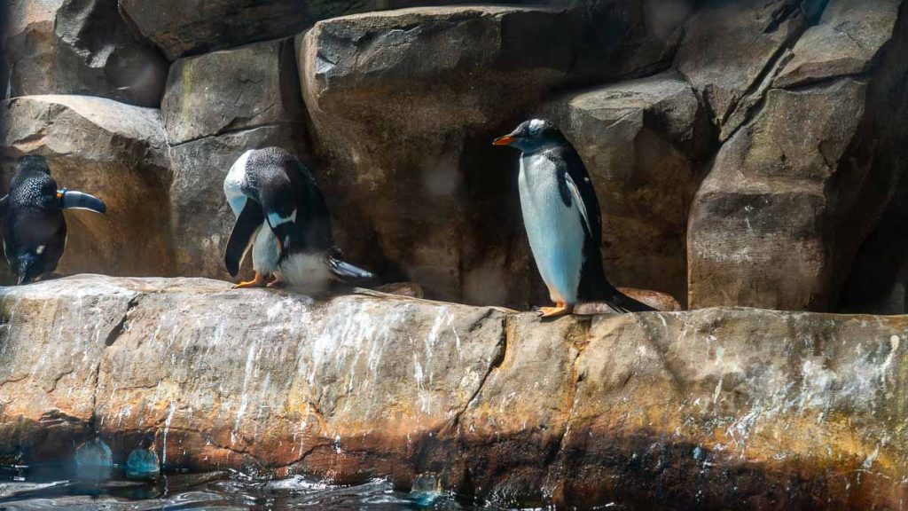 penguin enclosure in ocean park - muslim friendly attractions in hong kong