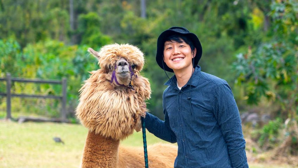 Posing with Alpacas at Mountview Alpaca Farm - Travelling with Young Kids