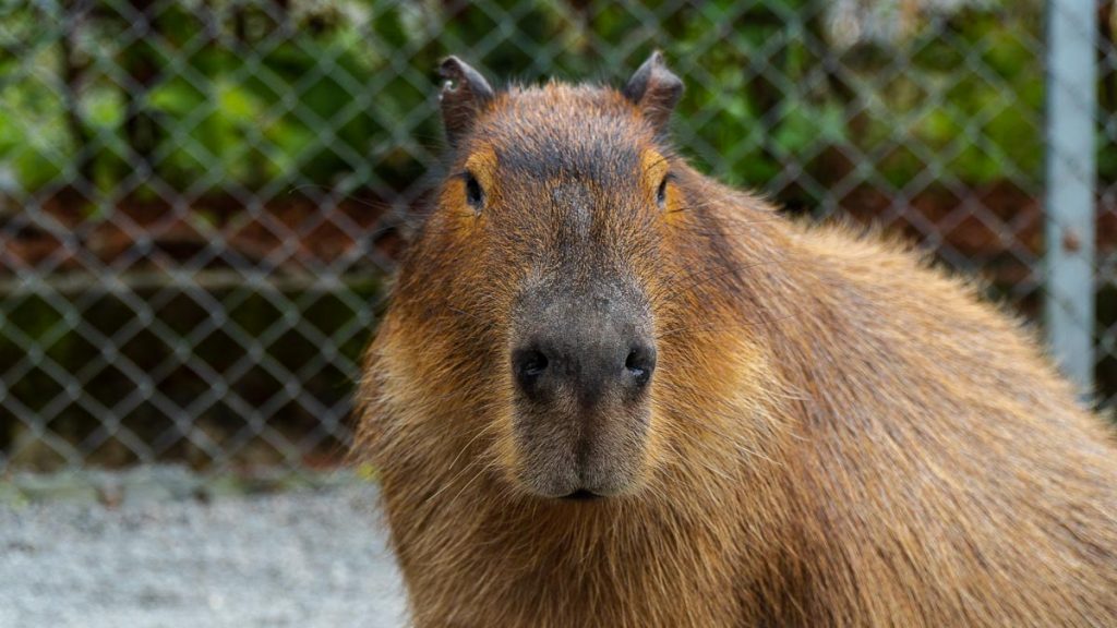 Capybara at Zhang Mei Ama’s Farm - Taiwan Itinerary