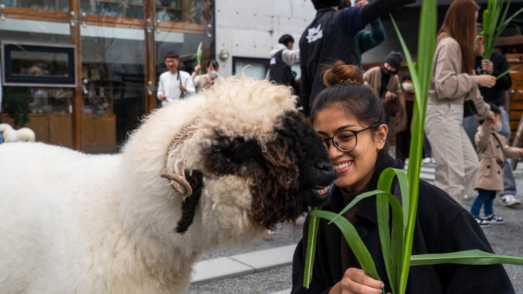 Girl feeding a sheep in Zhang Mei Ama’s Farm - Taiwan Itinerary