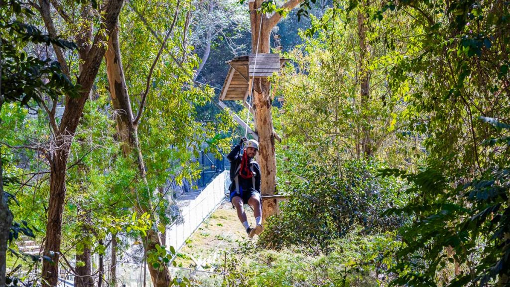 Zipline at TreeTop Challenge Currumbin Wildlife Sanctuary