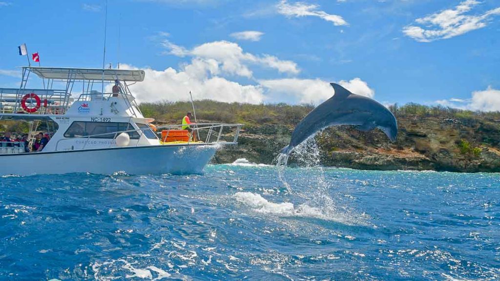 dolphin jumping our of the water in dolphin academy curacao - Singapore passport visa-free countries