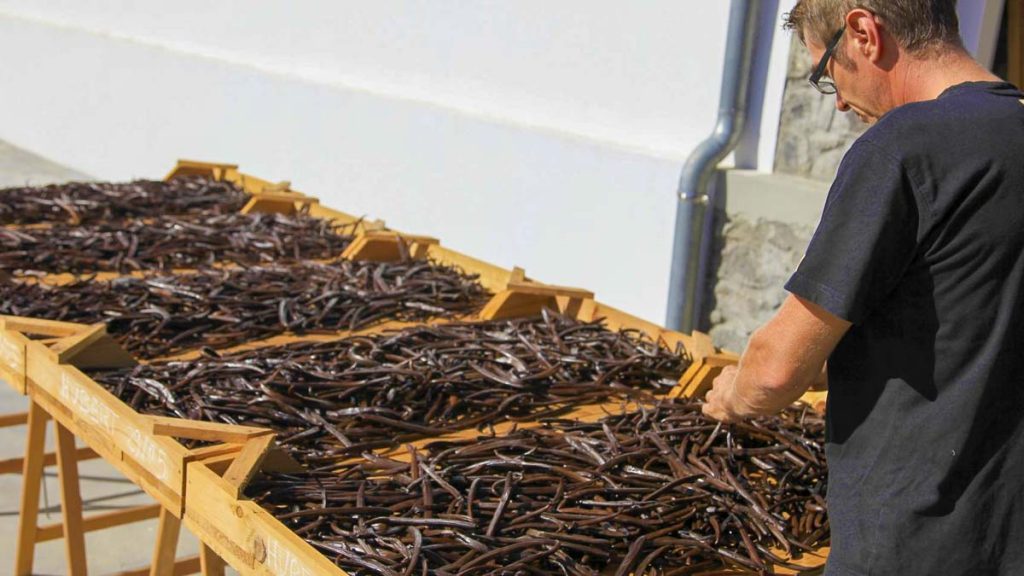 collecting vanilla pods in reunion island vanilla plantation - Piton de la Fournaise